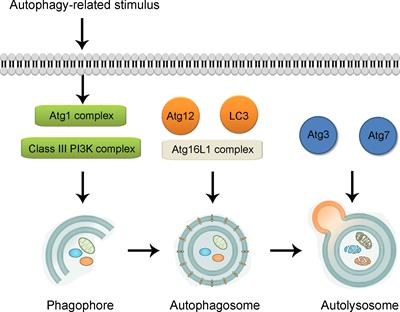 Autophagy in gastrointestinal cancers